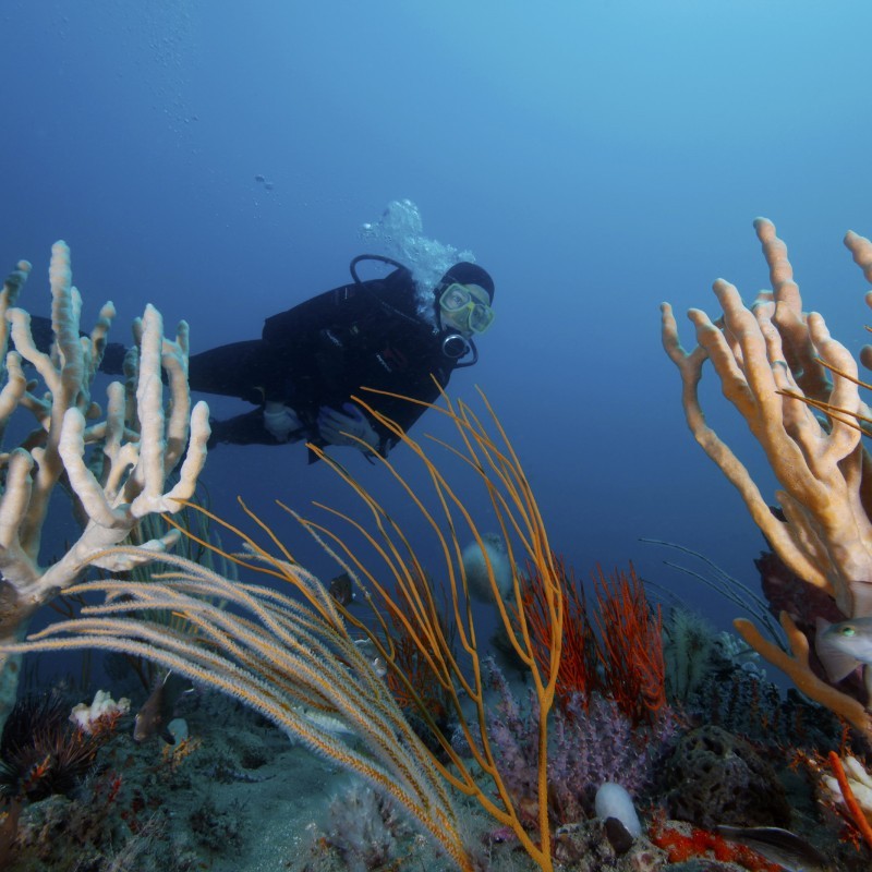 Diver in black body suit with corals in foreground. 